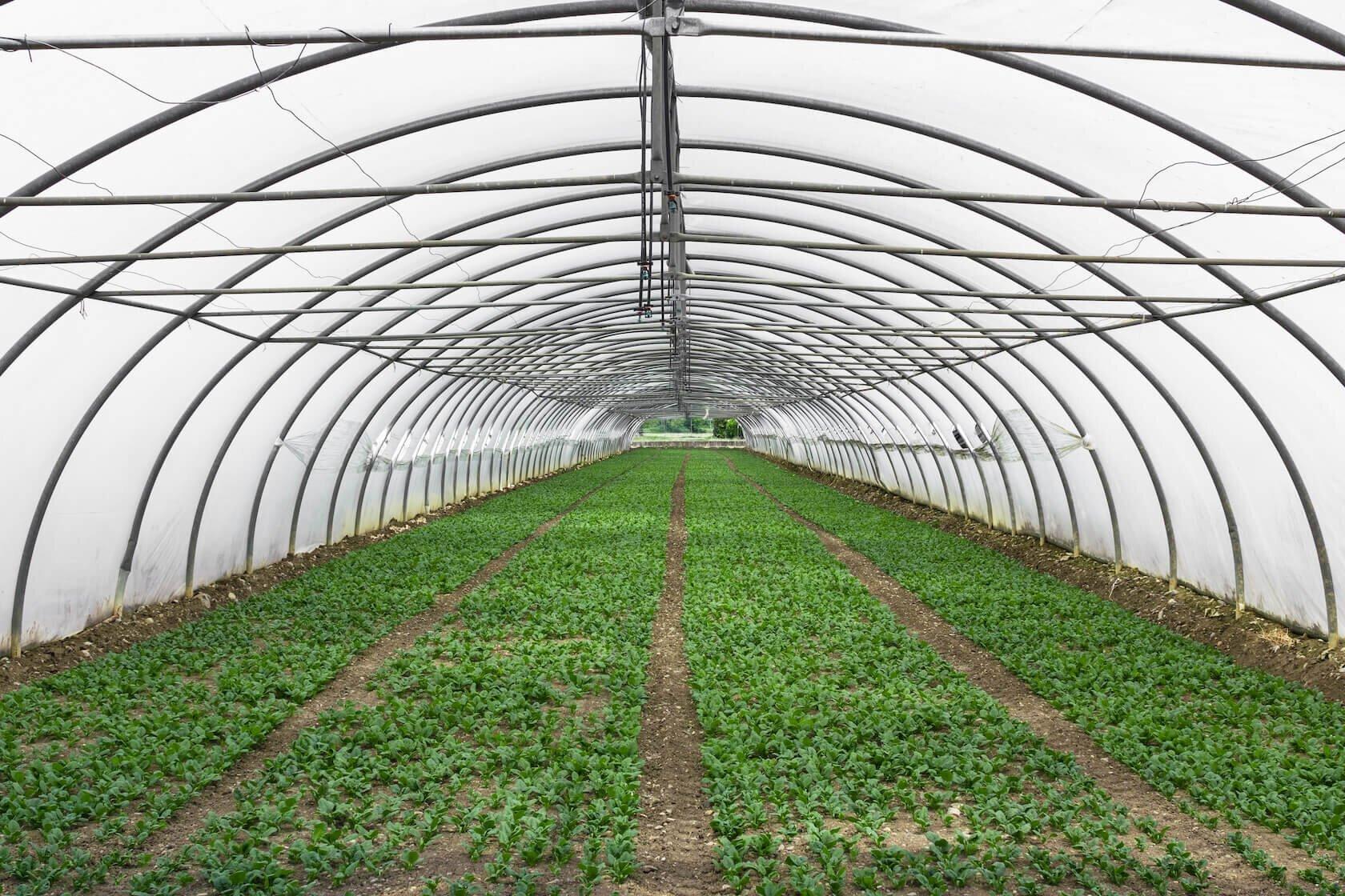 Luminexas's Smart Greenhouses: Precision Farming for Superior Yields