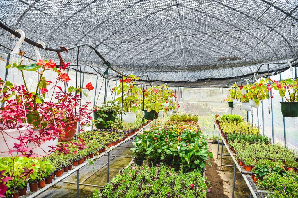 Year-Round Freshness: Experience Luminexas's Controlled Environment Produce